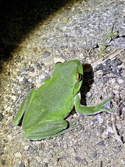 Zhangixalus arboreus