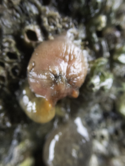 Dendrodoa grossularia