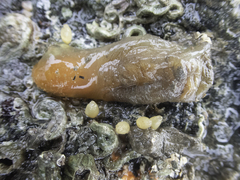 Ciona intestinalis