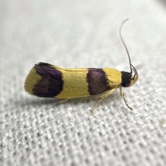 Telecrates laetiorella