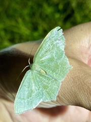 Maxates albistrigata