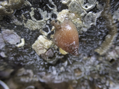 Pyura microcosmus