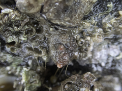 Pyura microcosmus