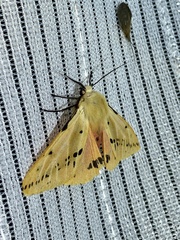 Spilarctia seriatopunctata