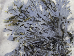 Fucus ceranoides