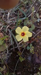 Crocanthemum brasiliense