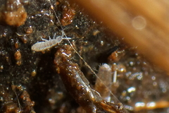 Parisotoma notabilis