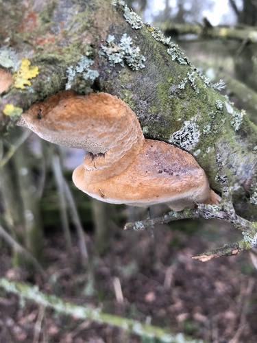 Slyvinė Kempinė nuotrauka