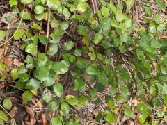Lindera akoensis