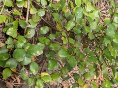 Lindera akoensis