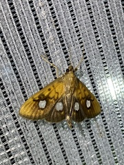 Nosophora semitritalis