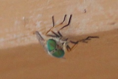 Tabanus nigrovittatus