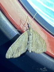 Lobophorodes obscuraria