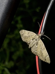 Lobophorodes obscuraria