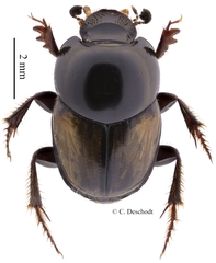 Onthophagus pallidipennis
