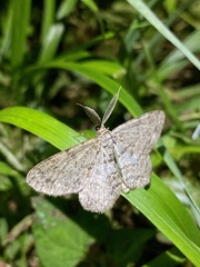 Hypomecis punctinalis