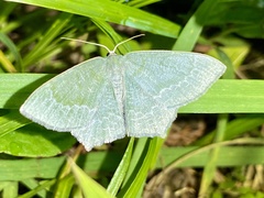 Maxates albistrigata