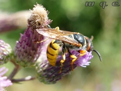 Philanthus triangulum