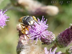 Philanthus triangulum