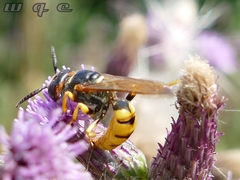 Philanthus triangulum