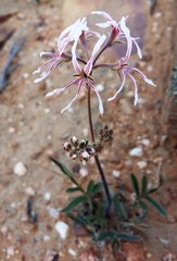 Pelargonium undulatum