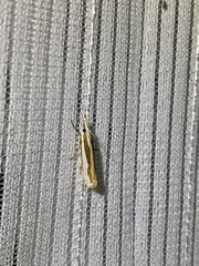 Crambus pseudargyrophorus
