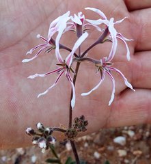 Pelargonium undulatum
