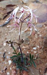 Pelargonium undulatum