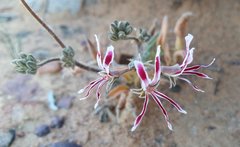 Pelargonium undulatum