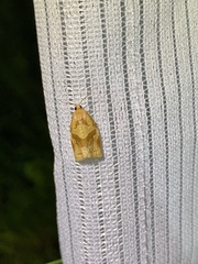 Archips nigricaudana