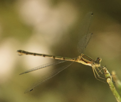 Lestes australis