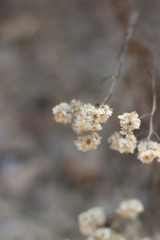Antennaria marginata