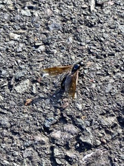 Camponotus obscuripes