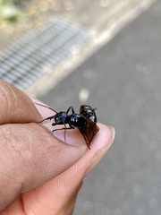 Camponotus obscuripes