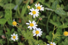 Anthemis