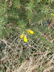 Ulex europaeus
