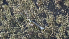 Paracercion calamorum calamorum