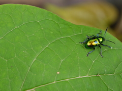 Platycorynus decemnotatus