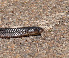 Drymarchon melanurus erebennus