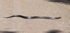 Drymarchon melanurus erebennus