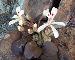 Pelargonium nervifolium