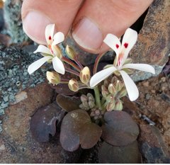Pelargonium nervifolium