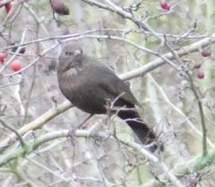 Turdus merula