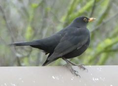 Turdus merula
