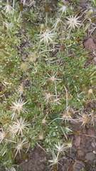 Chevreulia sarmentosa