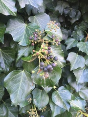 Hedera helix
