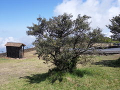 Sophora denudata