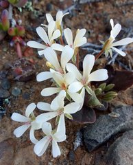 Pelargonium nervifolium