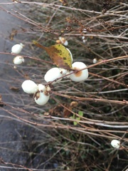 Symphoricarpos albus