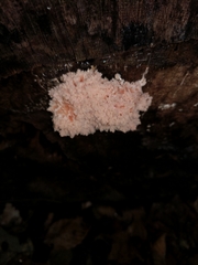 Hericium americanum
